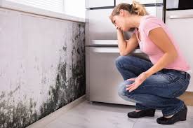 Best Emergency Mold Remediation  in Dunedin, FL